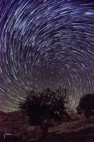Star trails circling the celestial pole above a lone tree.
